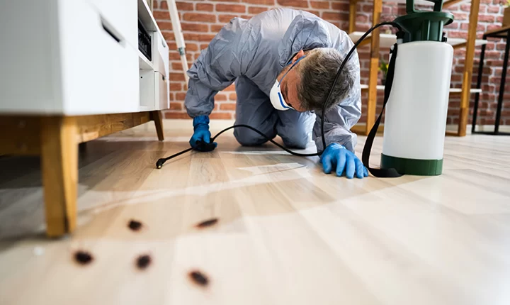 شركة مكافحة الصراصير بجدة بأفضل سعر