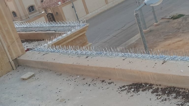 شركة مكافحة الطيور بجدة